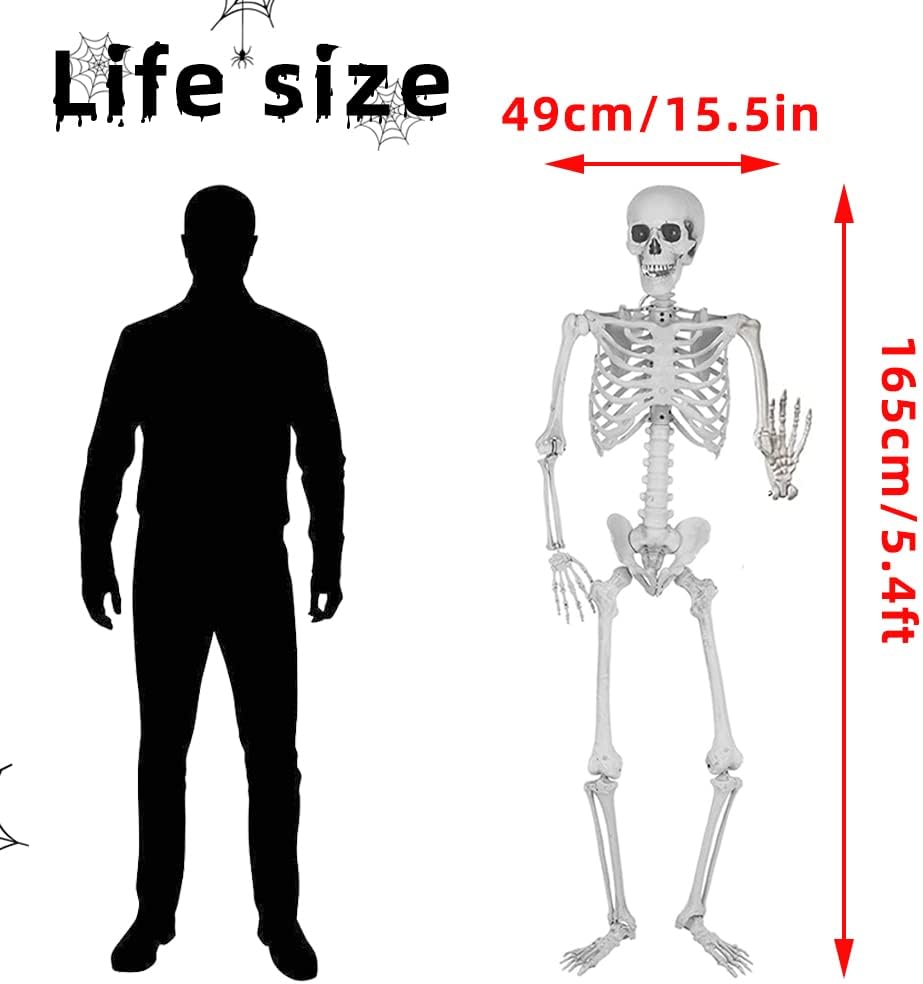 Wocst 5.4Ft/165cm Halloween Skeleton Full Body Life Size Human Bones with Mov...
